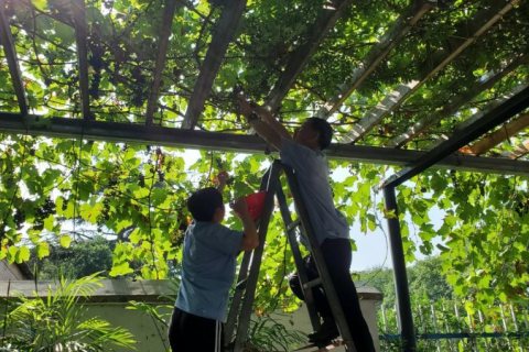 摘葡萄享受自然，半天的水上生活